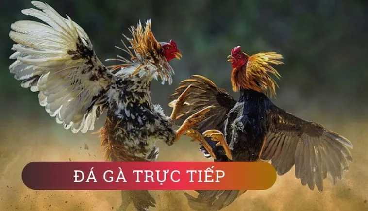 Bí Quyết Chơi Đá Gà 3D Tại V9Bet: Hướng Dẫn Từ Chuyên Gia Cá Cược 2 Bí Quyết Chơi Đá Gà 3D Tại V9Bet: Hướng Dẫn Từ Chuyên Gia Cá Cược