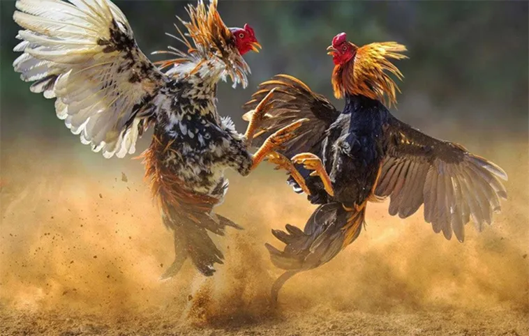 Đá Gà V9Bet: Bí Quyết Cá Cược Hiệu Quả 1 Đá Gà V9Bet: Bí Quyết Cá Cược Hiệu Quả